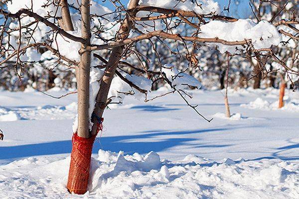 Как укрыть яблоню на зиму в Сибири