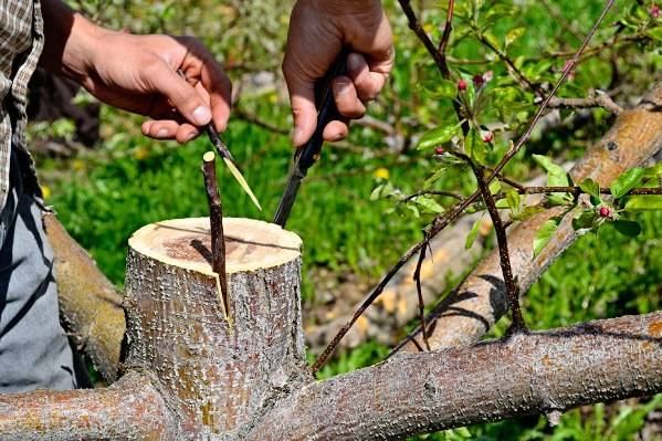 Как прививать фруктовые деревья