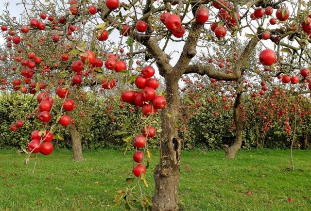 Когда обрезать яблони осенью: в каком месяце