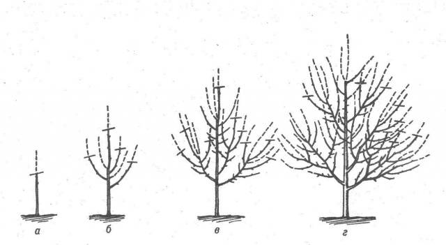 Правила и время для обрезки фруктовых деревьев весной