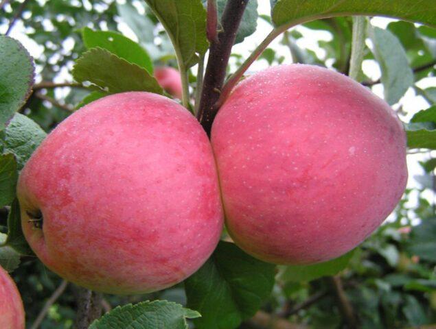 Порода яблони Строевское: описание, фото, мнения