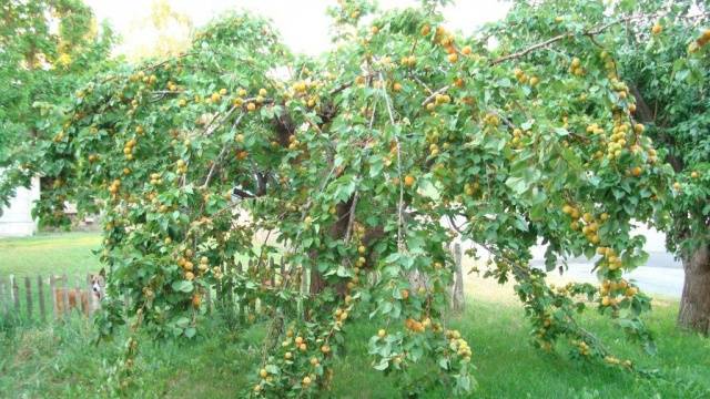 Как посадить абрикос весной: пошаговое руководство