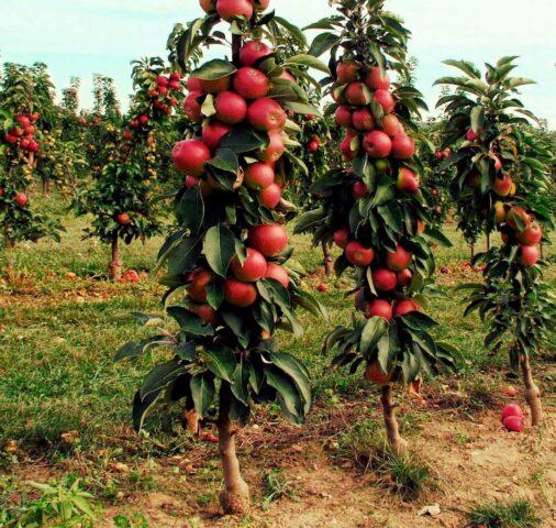 Сорт яблони Останкино: фото и описание