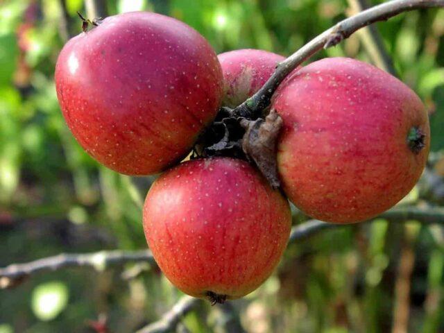 Зимостойкие яблони для Сибири: вкусные и крупные сорта