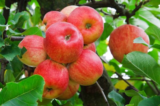 Как ухаживать за яблоней осенью