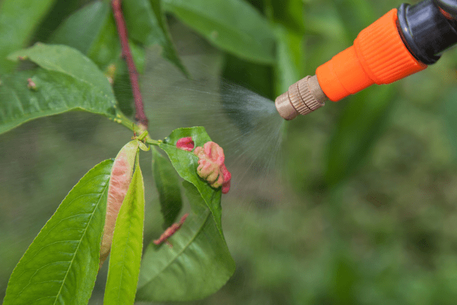 Как сажать нектарин саженцем: осенью, весной