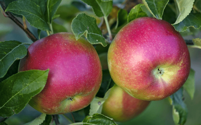 Сорта яблонь, устойчивых к парше: для Подмосковья, на Урале