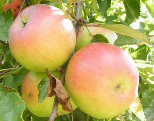Лучшие зимние сорта яблок, хранящиеся до весны