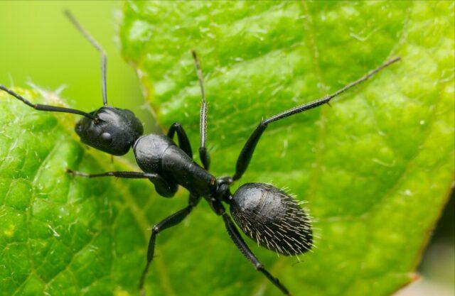 Как избавиться от муравьев на груше