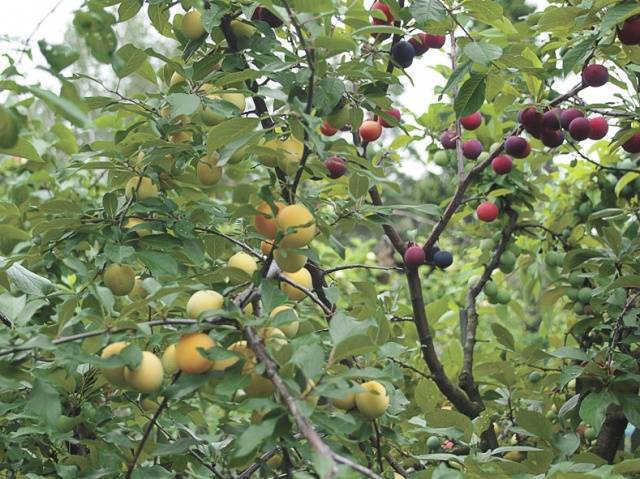 Как прививать фруктовые деревьев