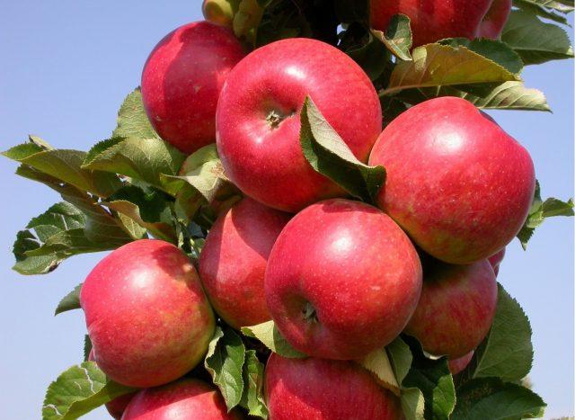 Колоновидная яблоня для Урала: сорта, фото и названия, отзывы