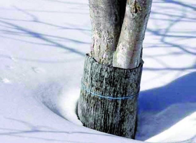 Как укрыть яблоню на зиму в Сибири