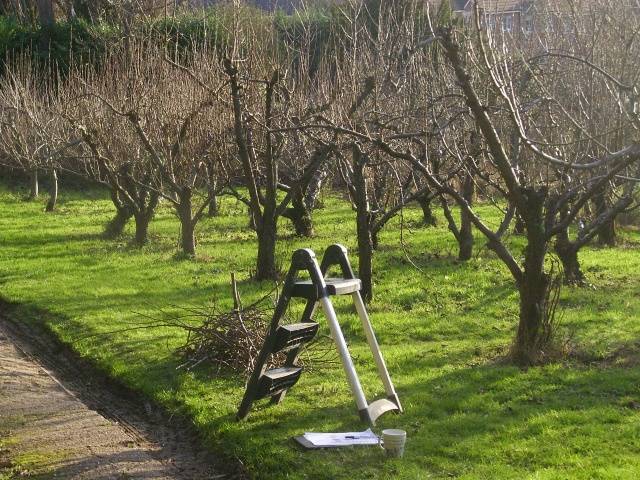Как правильно и когда обрезать плодовые деревья весной