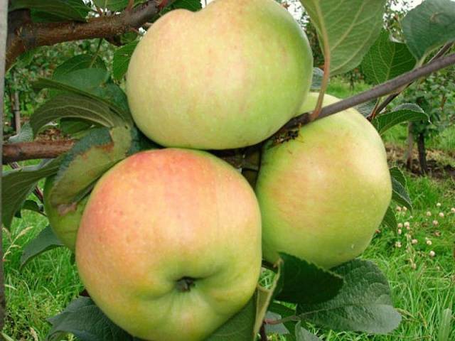Полукарликовые разновидности яблонь для Подмосковья