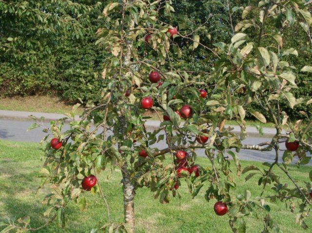 Яблоки Джонатан: фото и описание сорта, как хранить