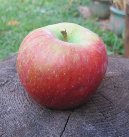 Лучшие зимние сорта яблок, хранящиеся до весны