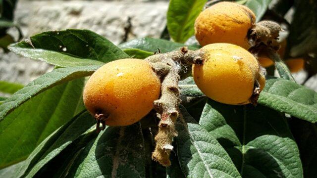 Мушмула кавказская (абхазская): фото дерева и плодов, выращивание в домашних условиях