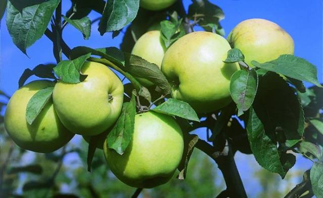 Лучшие сорта яблони для Подмосковья: фото описание