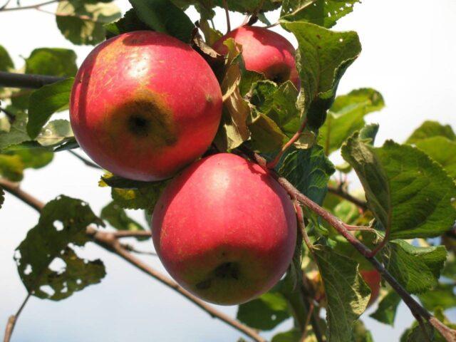 Яблони для Урала: сорта с фото, лучшие, карликовые, невысокие, отзывы