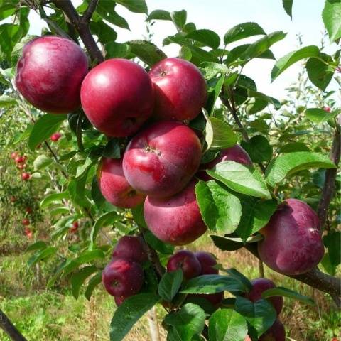Сорт яблони Спартан: фото и описание сорта