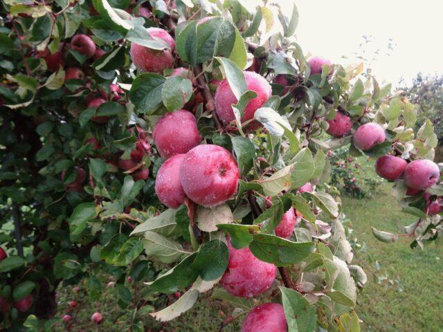 Сорт яблони Имант: фото и описание, отзывы
