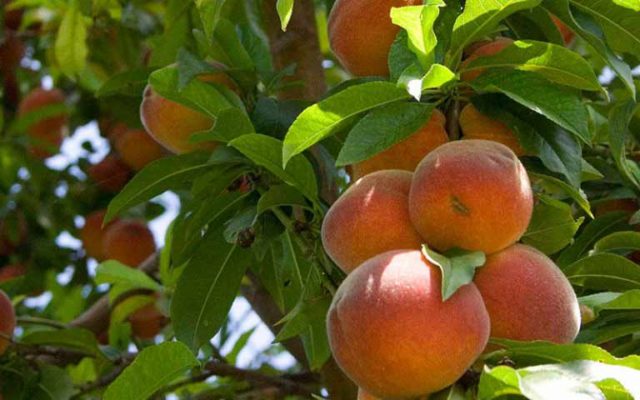 Колонообразный персик: высадка и уход