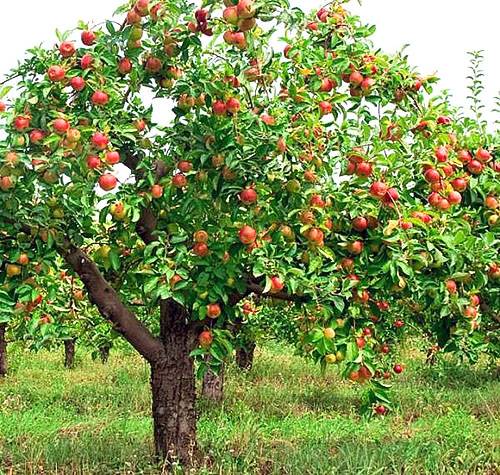 Отличные варианты яблони для Подмосковья: фото и описание