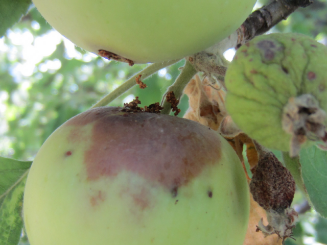 Уход за яблонями осенью от заболеваний и вредителей