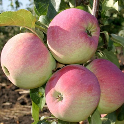Сорт яблони Свежость: описание и фото, отзывы