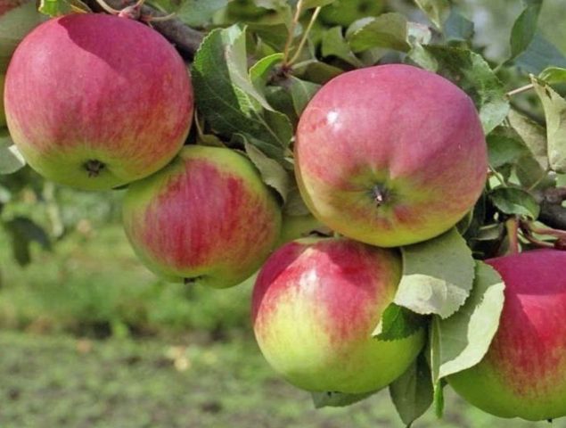 Сорт яблони Освежение: характеристика и изображения, отзывы