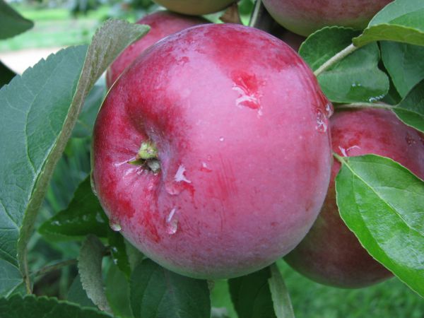 Черная гниль яблони: меры борьбы, фото, лечение, что делать