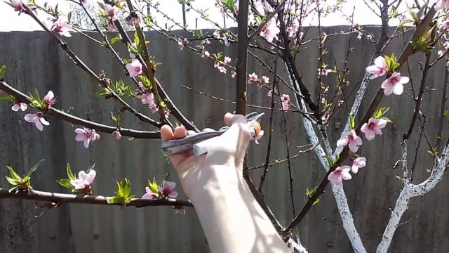Как подрезать персик весной и летом