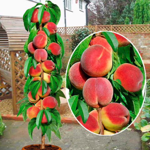 Колонообразный персик: высадка и уход