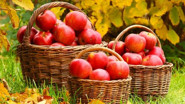 Как ухаживать за яблоней осенью