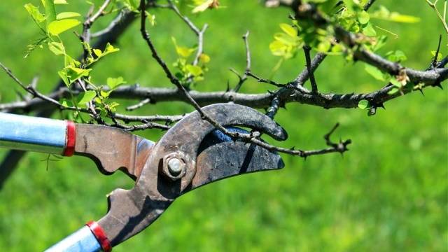 Как правильно и когда обрезать плодовые деревья весной
