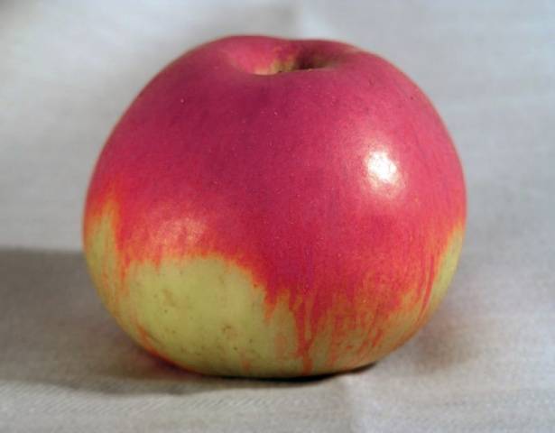 Летние разновидности яблок с фото и описанием