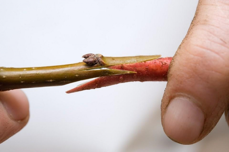 Прививка груши на яблоню весной для начинающих: сроки, видео