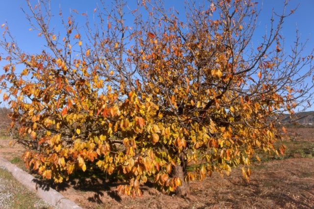 Подготовка вишни к зиме: уход осенью, в августе, сентябре, после плодоношения