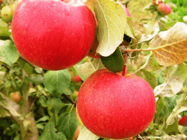 Вид яблони Уэлси: изображения и описание, комментарии