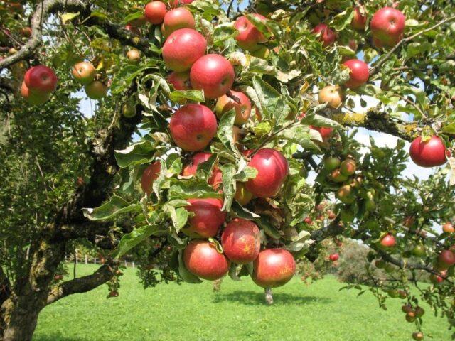 Можно ли и как вырастить плодовую яблоню из семечка