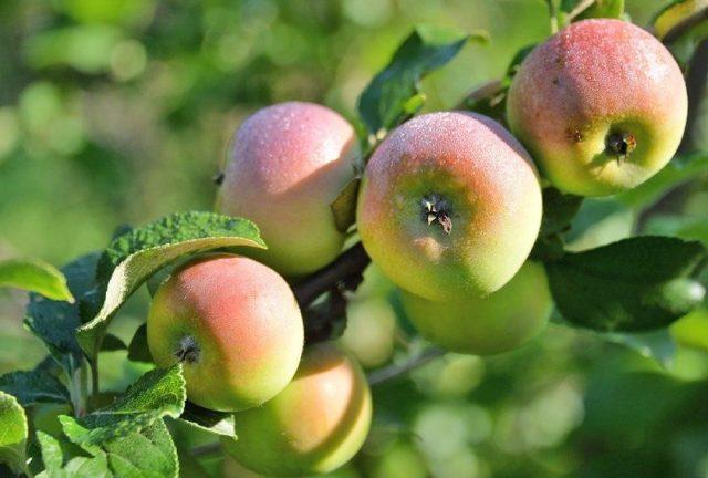 Виды яблонь, устойчивых к парше: для Подмосковья, на Урале