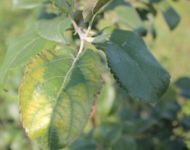 Светлые листья у яблони: что делать, причины