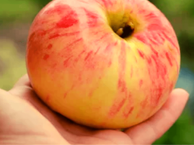 Яблоня Коричное полосатое: характеристика сорта, высадка, опылители