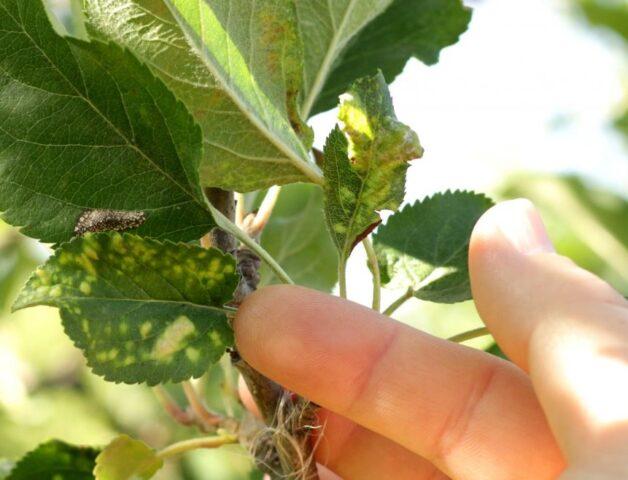 Хлороз листьев яблони: лечение и фото