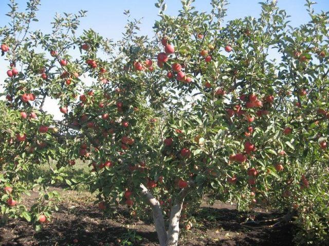 Яблоки Джонатан: фото и описание сорта, как хранить