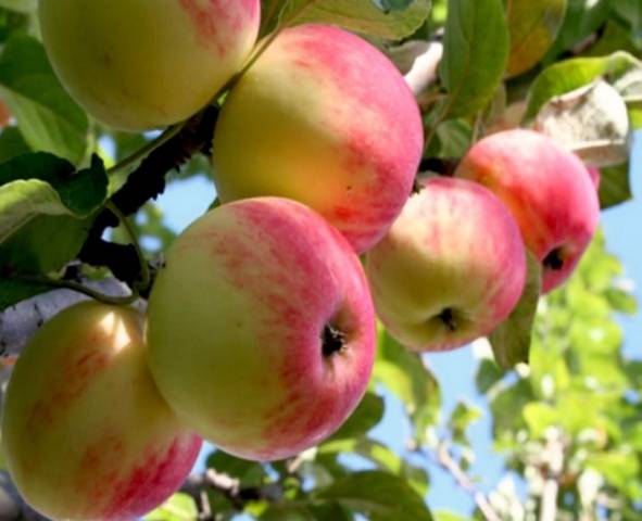 Летние сорта яблок с фото и описанием