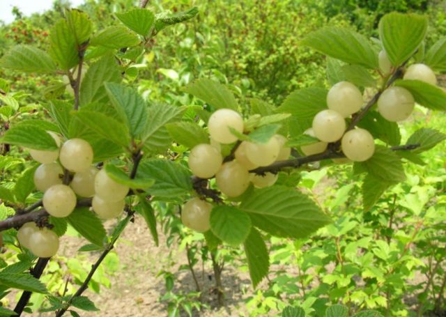 Посадка вишни в Сибири: саженцами, весной, летом и осенью, выбор сорта