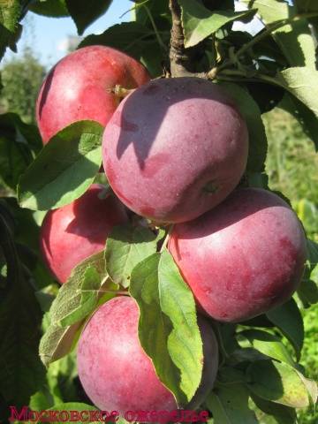 Полукарликовые разновидности яблонь для Подмосковья