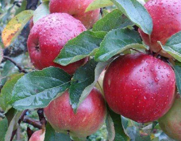 Лучшие столбовидные яблони для Ленинградской области и Северо-Запада