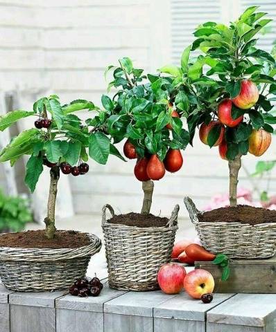 Низкорослые фруктовые растения для сада